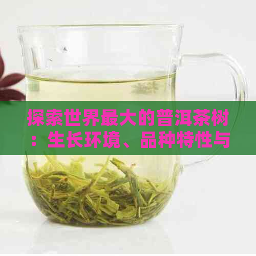 探索世界更大的普洱茶树：生长环境、品种特性与价值解析