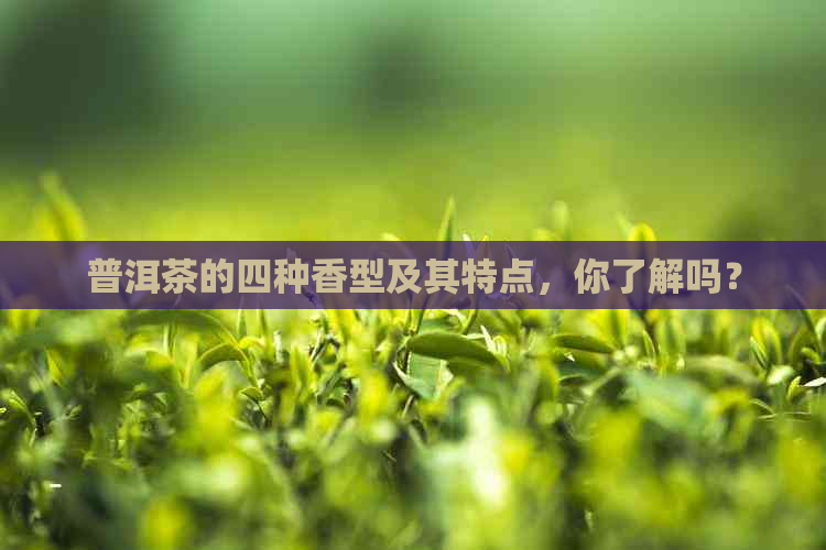 普洱茶的四种香型及其特点，你了解吗？