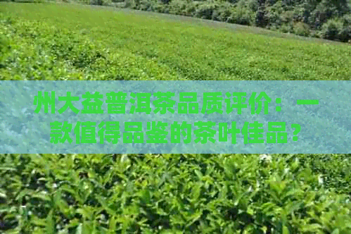 州大益普洱茶品质评价：一款值得品鉴的茶叶佳品？