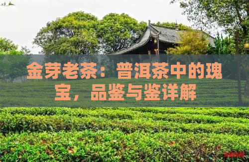 金芽老茶：普洱茶中的瑰宝，品鉴与鉴详解