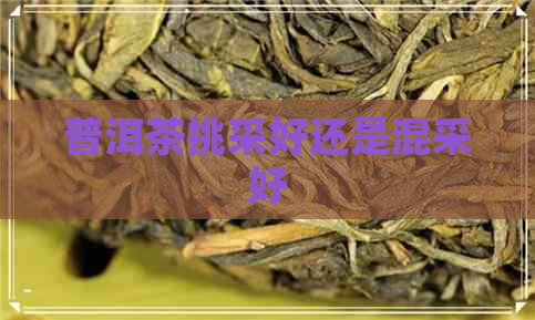 普洱茶挑采好还是混采好