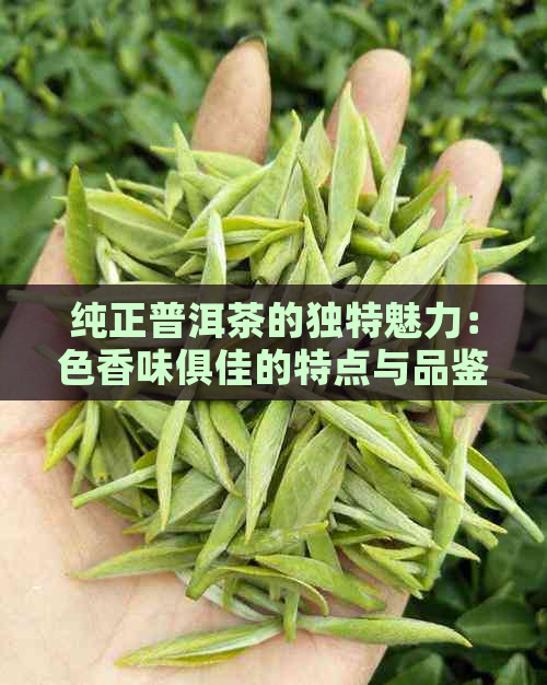 纯正普洱茶的独特魅力：色香味俱佳的特点与品鉴方法