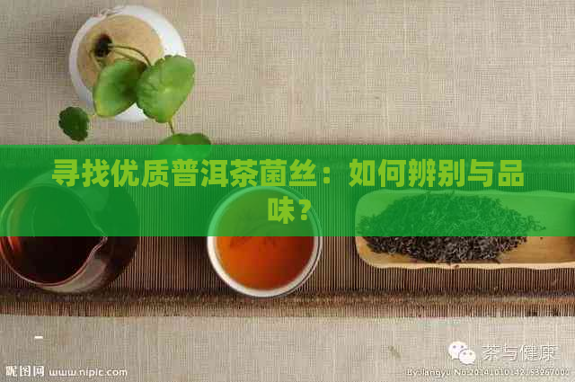 寻找优质普洱茶菌丝：如何辨别与品味？