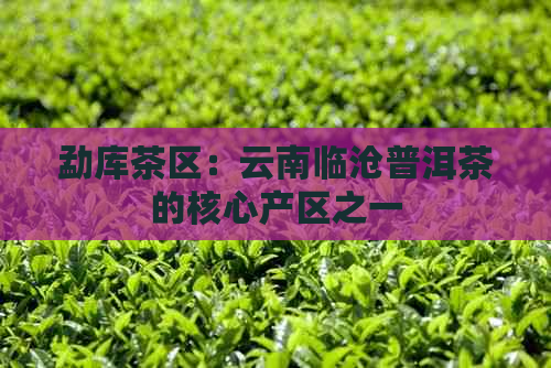 勐库茶区：云南临沧普洱茶的核心产区之一