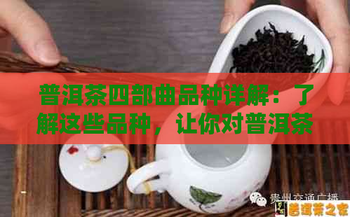 普洱茶四部曲品种详解：了解这些品种，让你对普洱茶有更深入的认识