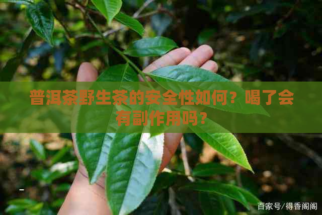 普洱茶野生茶的安全性如何？喝了会有副作用吗？