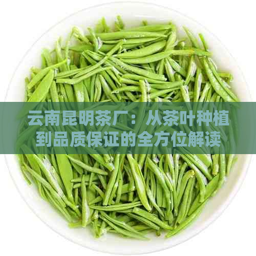 云南昆明茶厂：从茶叶种植到品质保证的全方位解读