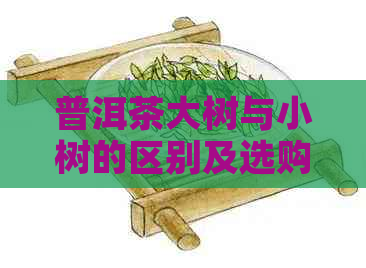 普洱茶大树与小树的区别及选购指南：一篇全面解析