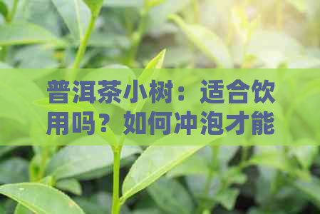 普洱茶小树：适合饮用吗？如何冲泡才能品尝到口感？