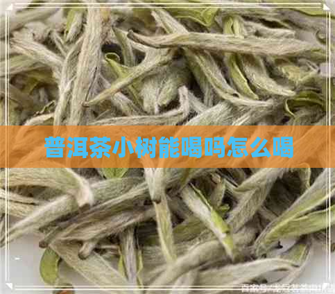 普洱茶小树能喝吗怎么喝