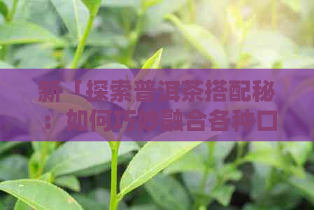 新「探索普洱茶搭配秘：如何巧妙融合各种口味」