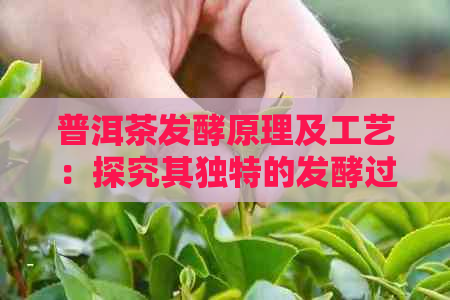 普洱茶发酵原理及工艺：探究其独特的发酵过程及其目的。