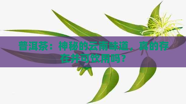 普洱茶：神秘的云南味道，真的存在并可饮用吗？