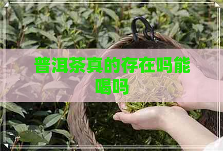 普洱茶真的存在吗能喝吗