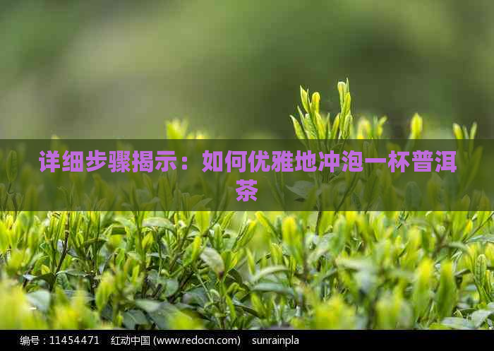 详细步骤揭示：如何优雅地冲泡一杯普洱茶