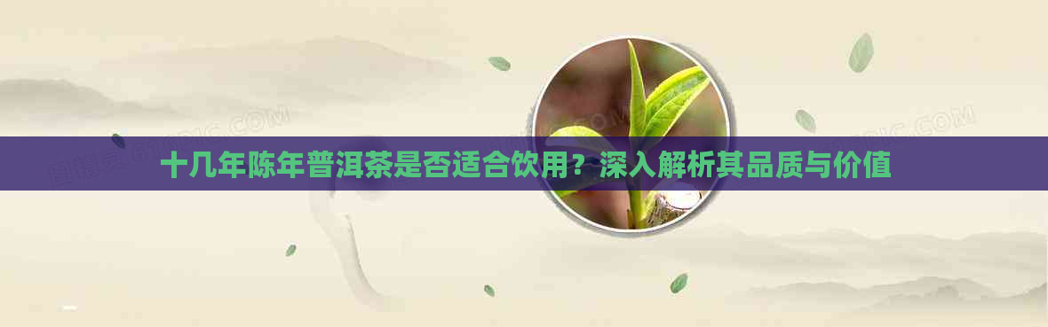 十几年陈年普洱茶是否适合饮用？深入解析其品质与价值