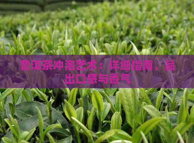 普洱茶冲泡艺术：详细指南，品出口感与香气