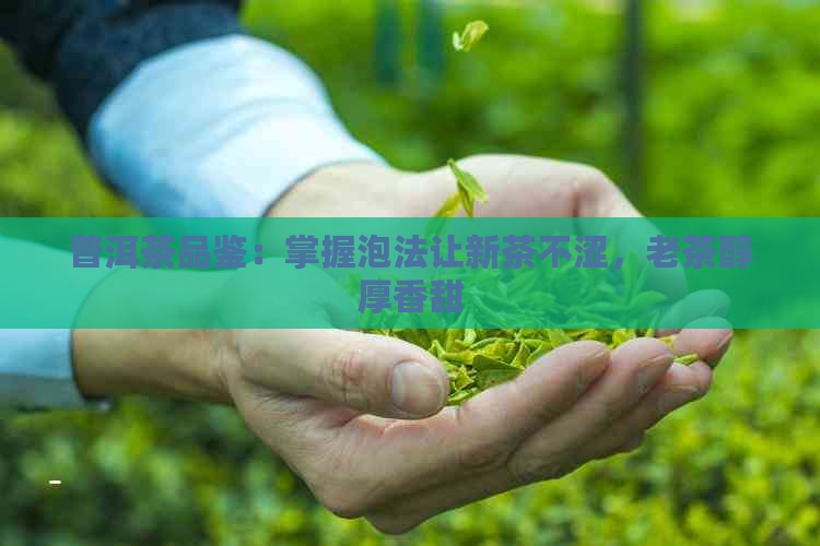 普洱茶品鉴：掌握泡法让新茶不涩，老茶醇厚香甜