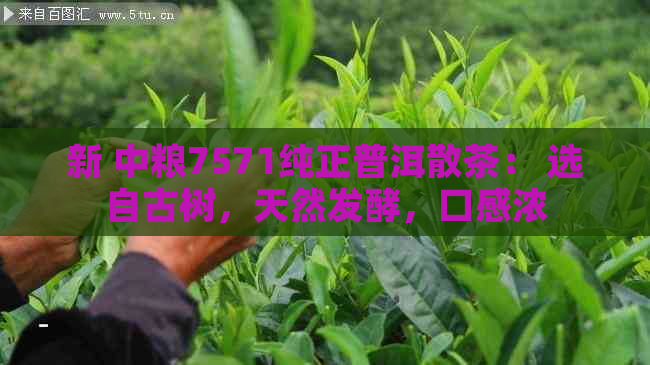 新 中粮7571纯正普洱散茶： 选自古树，天然发酵，口感浓