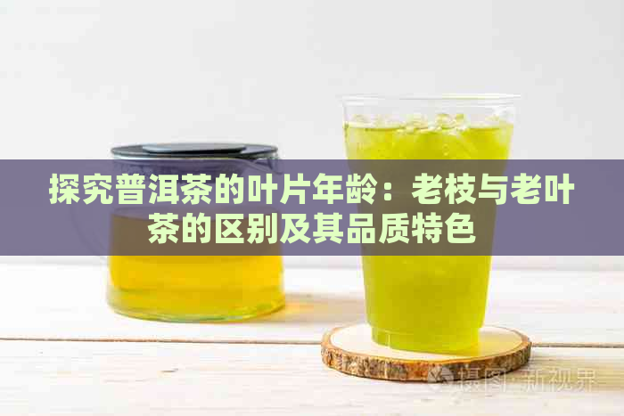 探究普洱茶的叶片年龄：老枝与老叶茶的区别及其品质特色