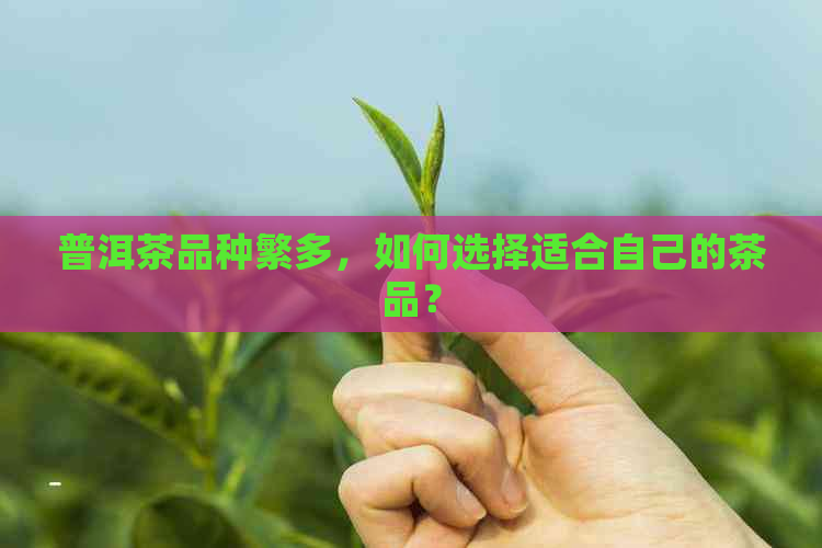 普洱茶品种繁多，如何选择适合自己的茶品？