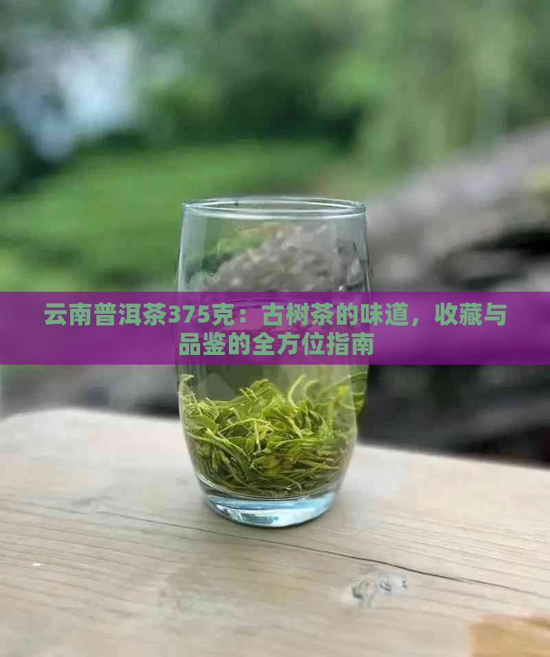 云南普洱茶375克：古树茶的味道，收藏与品鉴的全方位指南