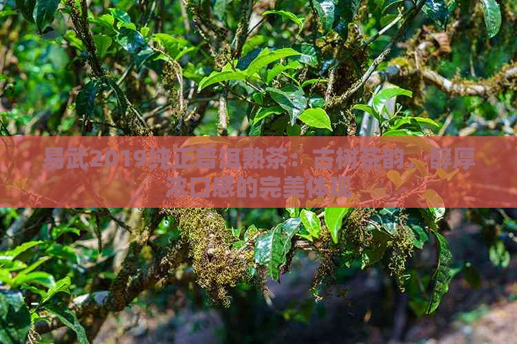 易武2019纯正普洱熟茶：古树茶韵，醇厚浓口感的完美体现