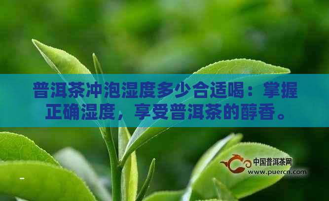 普洱茶冲泡湿度多少合适喝：掌握正确湿度，享受普洱茶的醇香。