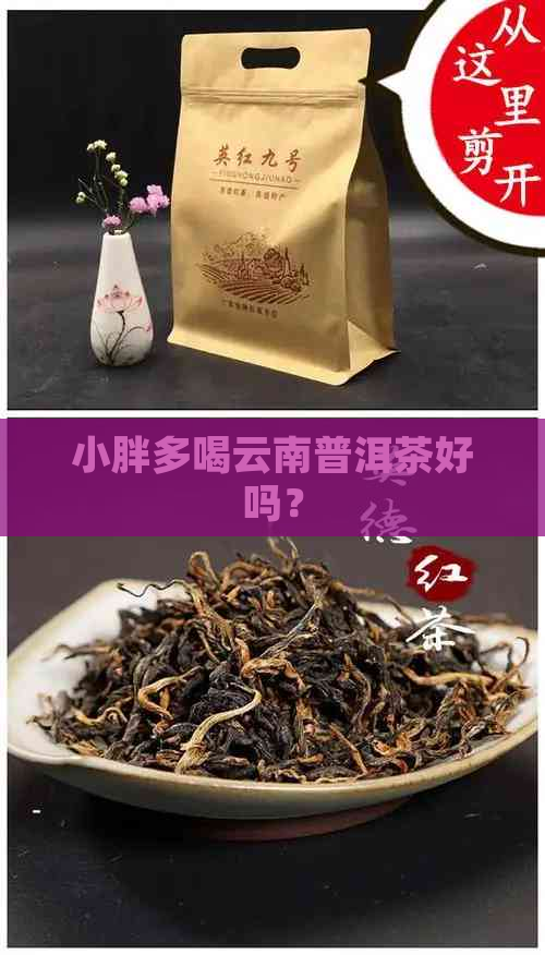 小胖多喝云南普洱茶好吗？