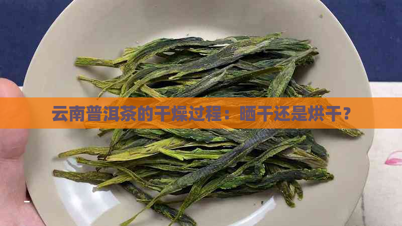 云南普洱茶的干燥过程：晒干还是烘干？