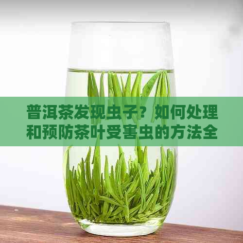 普洱茶发现虫子？如何处理和预防茶叶受害虫的方法全面解析