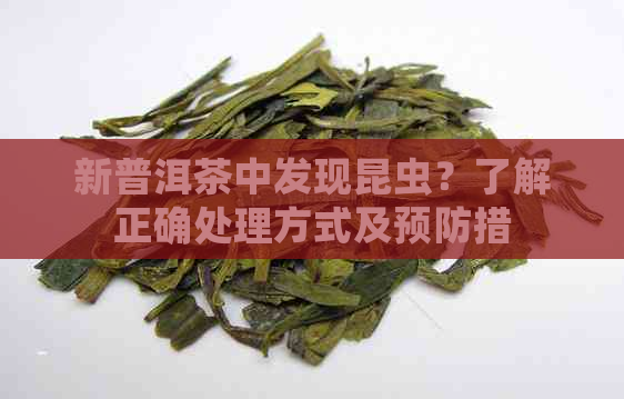 新普洱茶中发现昆虫？了解正确处理方式及预防措