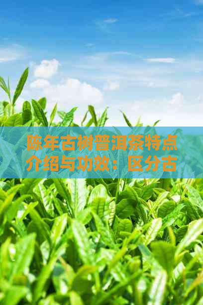 陈年古树普洱茶特点介绍与功效：区分古树普洱与陈年普洱的关键特征