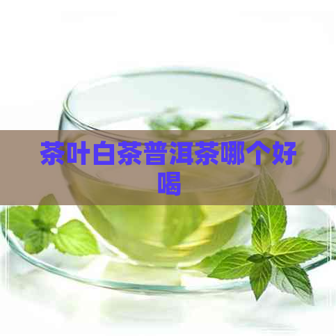 茶叶白茶普洱茶哪个好喝