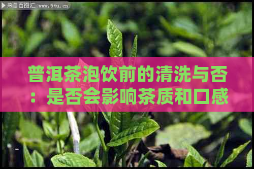 普洱茶泡饮前的清洗与否：是否会影响茶质和口感？