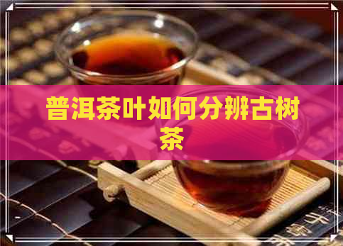 普洱茶叶如何分辨古树茶