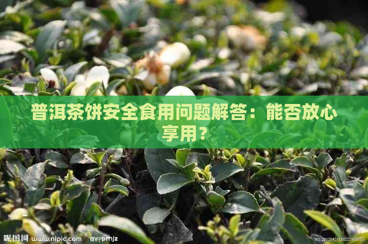 普洱茶饼安全食用问题解答：能否放心享用？