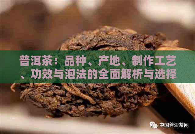 普洱茶：品种、产地、制作工艺、功效与泡法的全面解析与选择指南