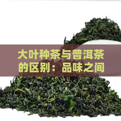 大叶种茶与普洱茶的区别：品味之间的艺术与科学