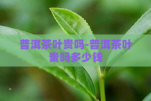 普洱茶叶贵吗-普洱茶叶贵吗多少钱