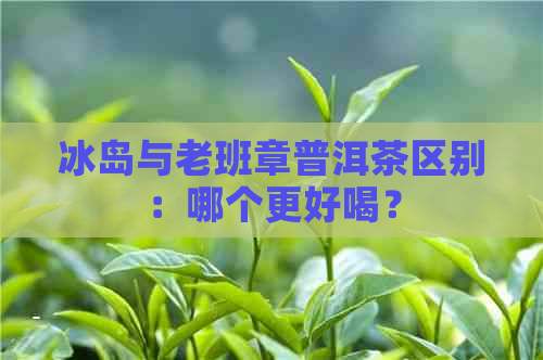 冰岛与老班章普洱茶区别：哪个更好喝？