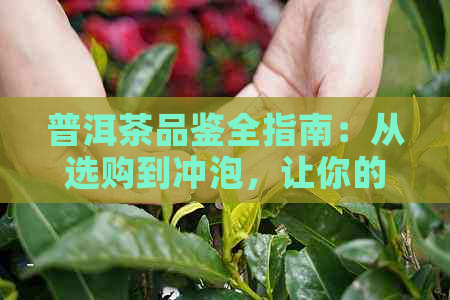 普洱茶品鉴全指南：从选购到冲泡，让你的朋友圈喝出专业范儿！