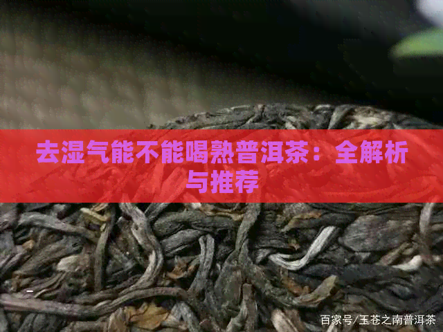 去湿气能不能喝熟普洱茶：全解析与推荐