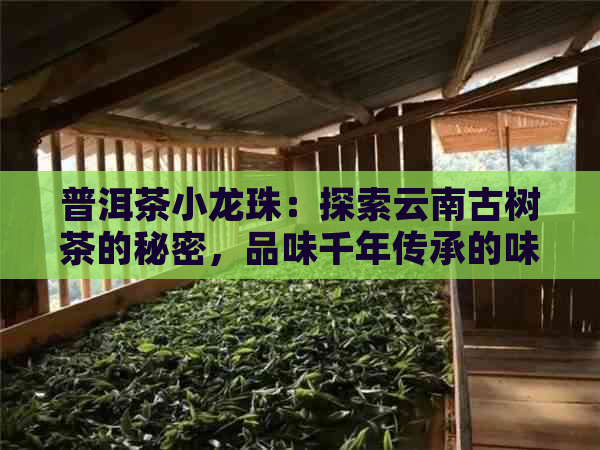 普洱茶小龙珠：探索云南古树茶的秘密，品味千年传承的味道