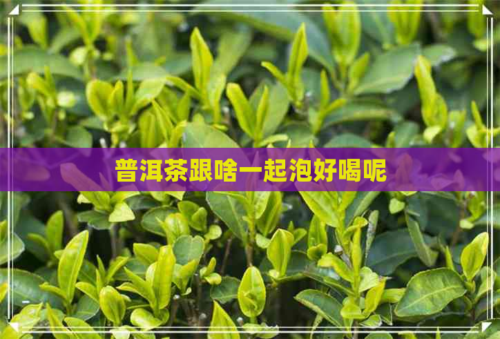 普洱茶跟啥一起泡好喝呢