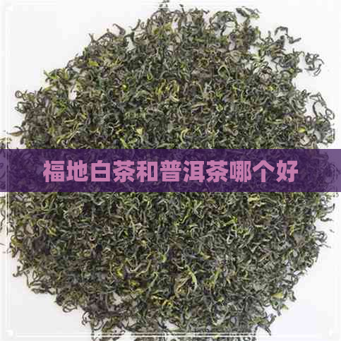 福地白茶和普洱茶哪个好