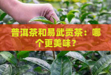 普洱茶和易武贡茶：哪个更美味？