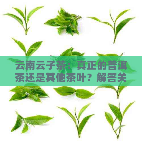 云南云子茶：真正的普洱茶还是其他茶叶？解答关于云子茶的疑问