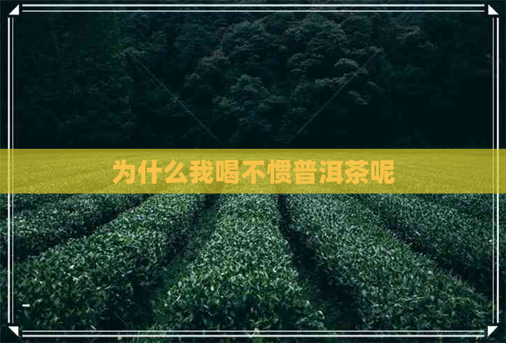 为什么我喝不惯普洱茶呢