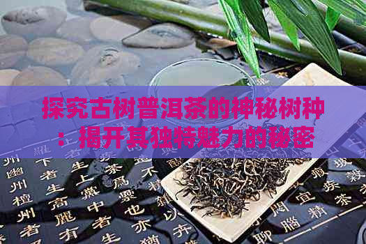 探究古树普洱茶的神秘树种：揭开其独特魅力的秘密